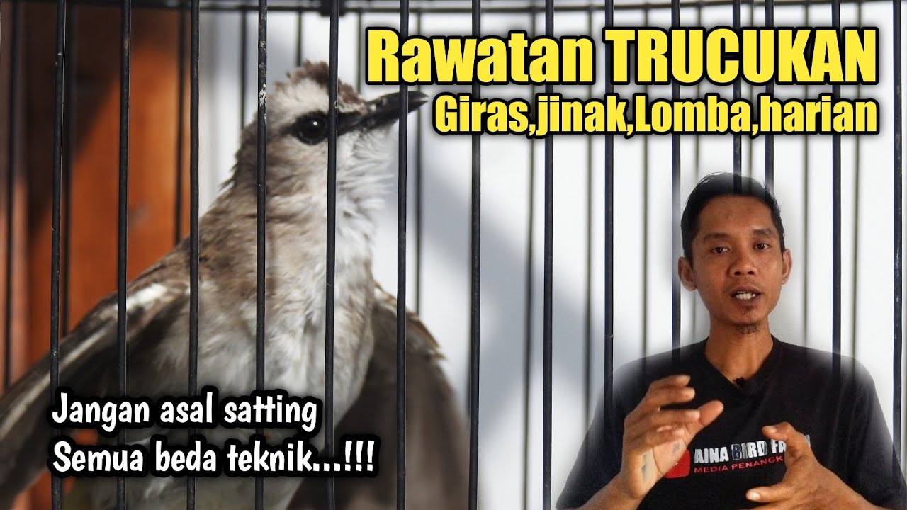 TRUCKAN Salah Rawatan bisa Gagal GACOR||Perhatikan trik ini