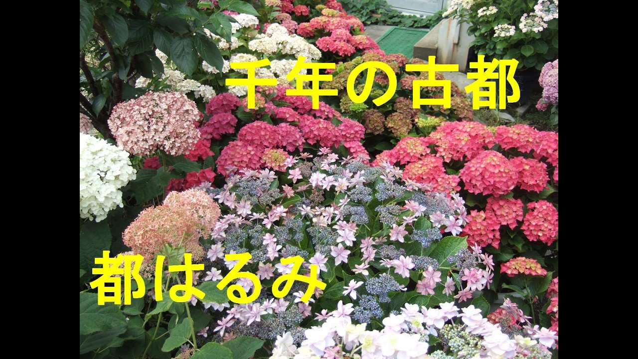 千年の古都/都はるみ　Cover♪あいさい・・♪
