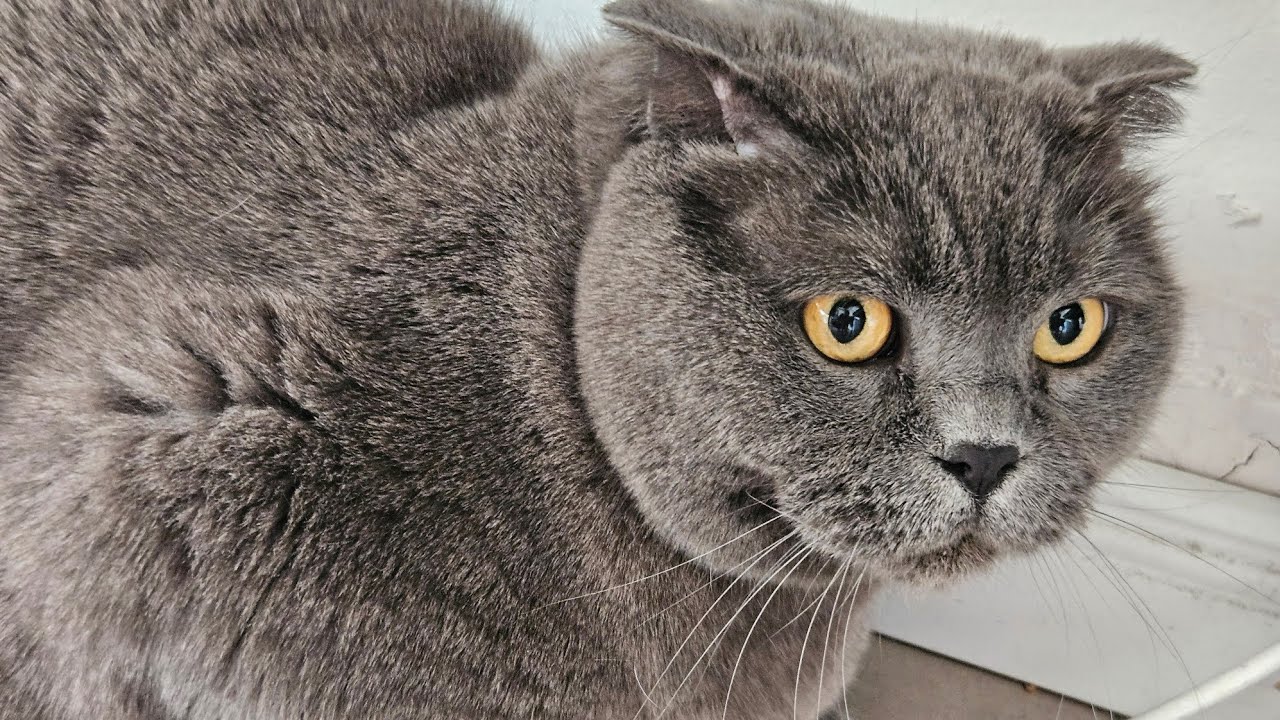 Рычит, шипит и прячется &mdash; британский кот против всех! 