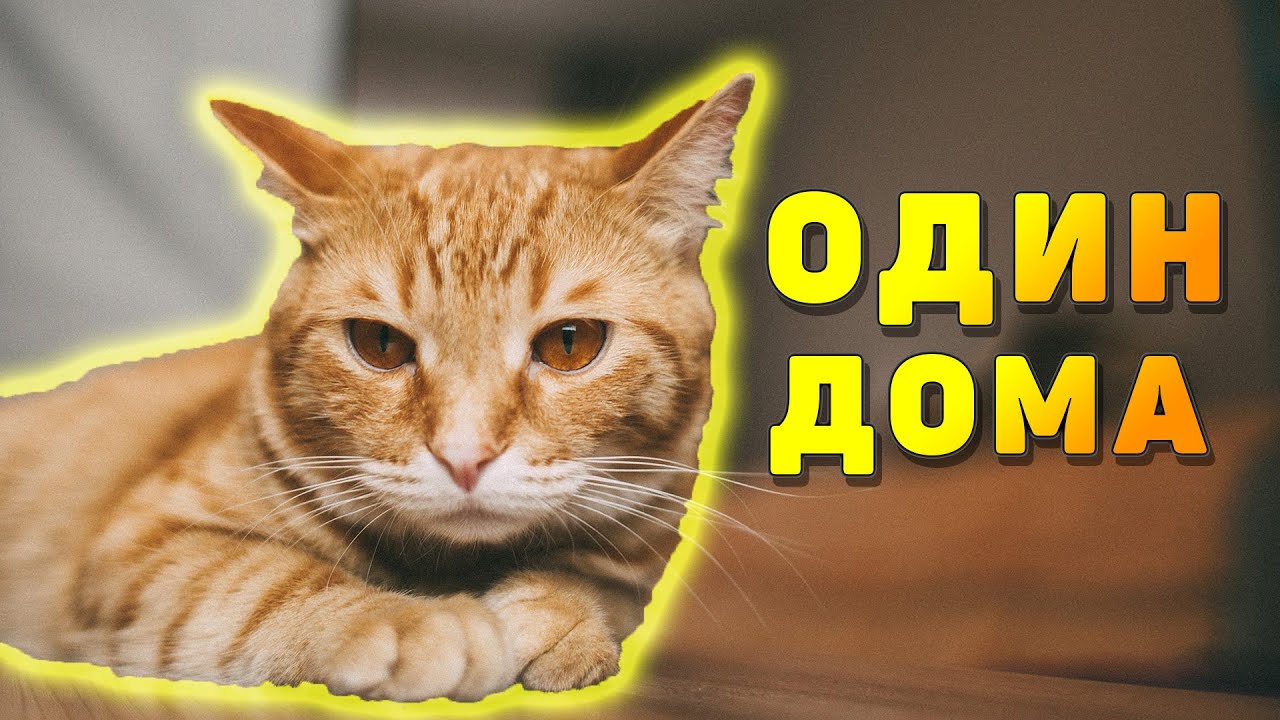 😼 How to leave your pet home alone? #cat #home #alone #pets #top #informative #video #best #day