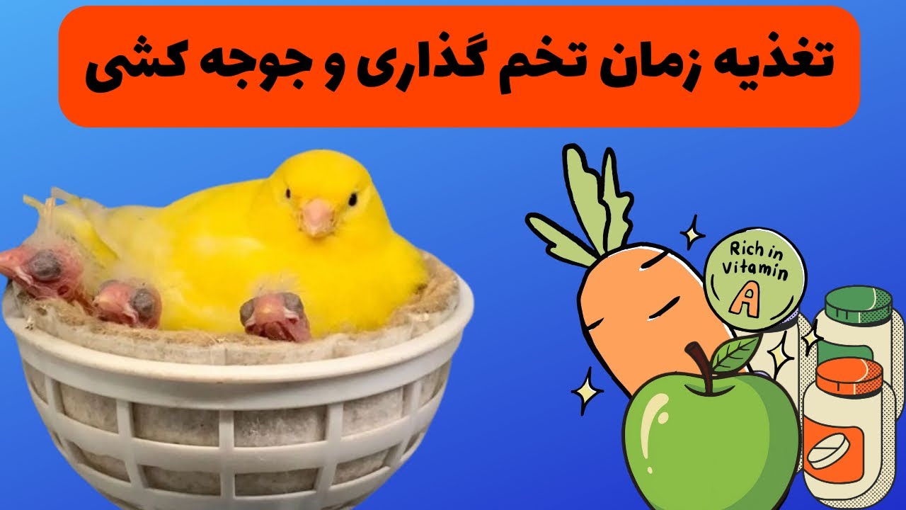 «برنامه غذایی تضمینی برای جوجه‌دهی موفق»