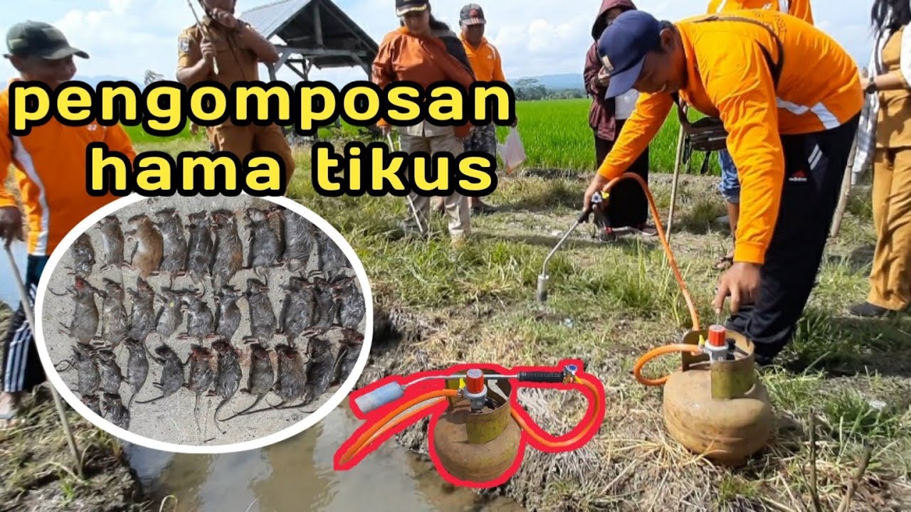PENGEMPOSAN HAMA TIKUS