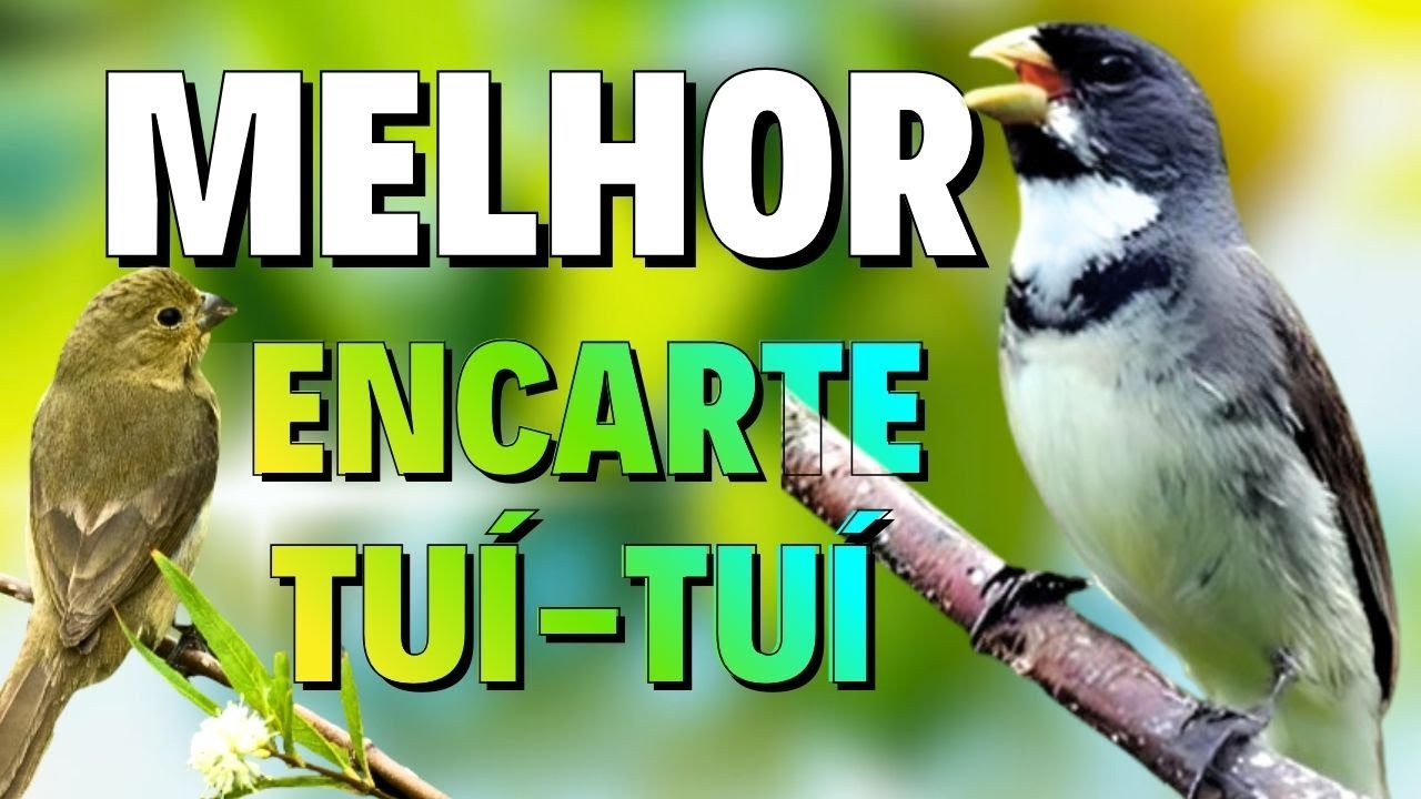 🔴 MELHOR CANTO TUI TUI PARA ENCARTE🔴🔴ÁUDIO COM FÊMEA - TURBINE SEU COLEIRO 🔴