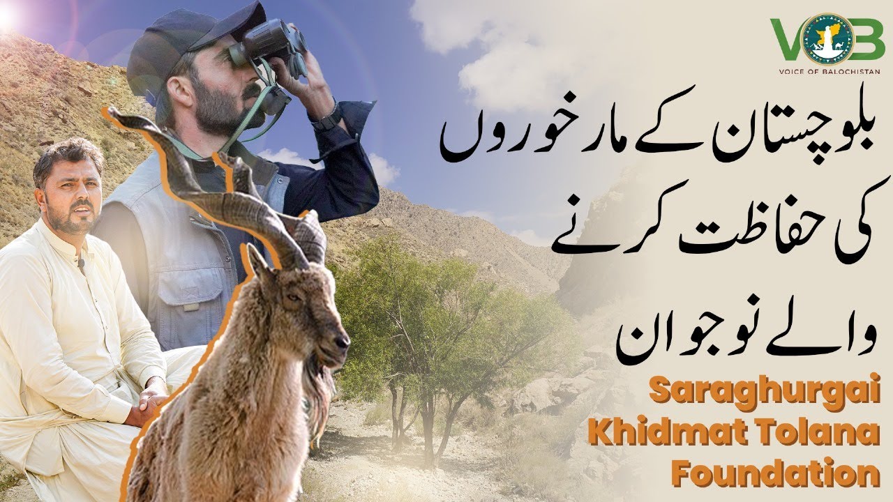 Protecting Balochistan's Markhors | Saraghurgai's Youth