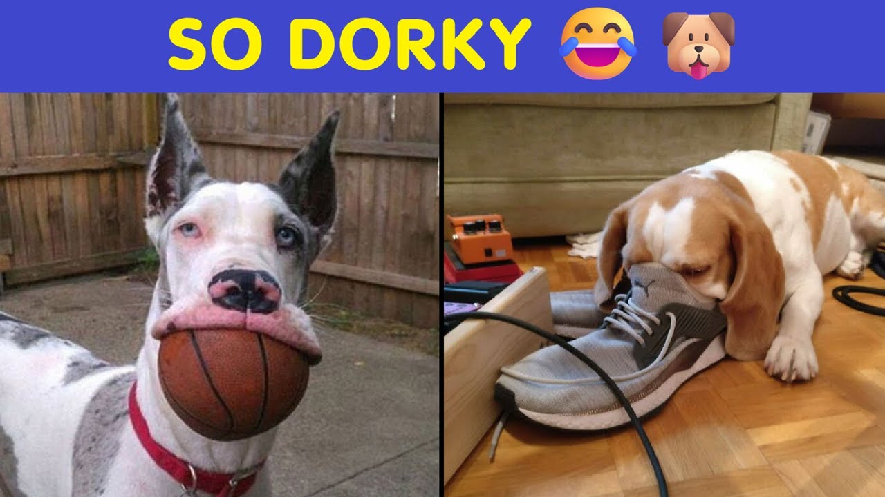 Dorky Dogs Doing Ridiculous Things That Had To Be Shared 😂🐶
