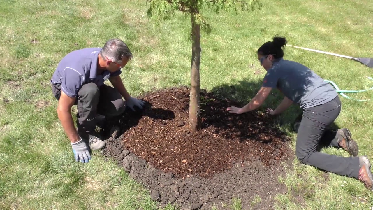 ISA Best Practice How To Mulch A Tree Properly - TreeNewal
