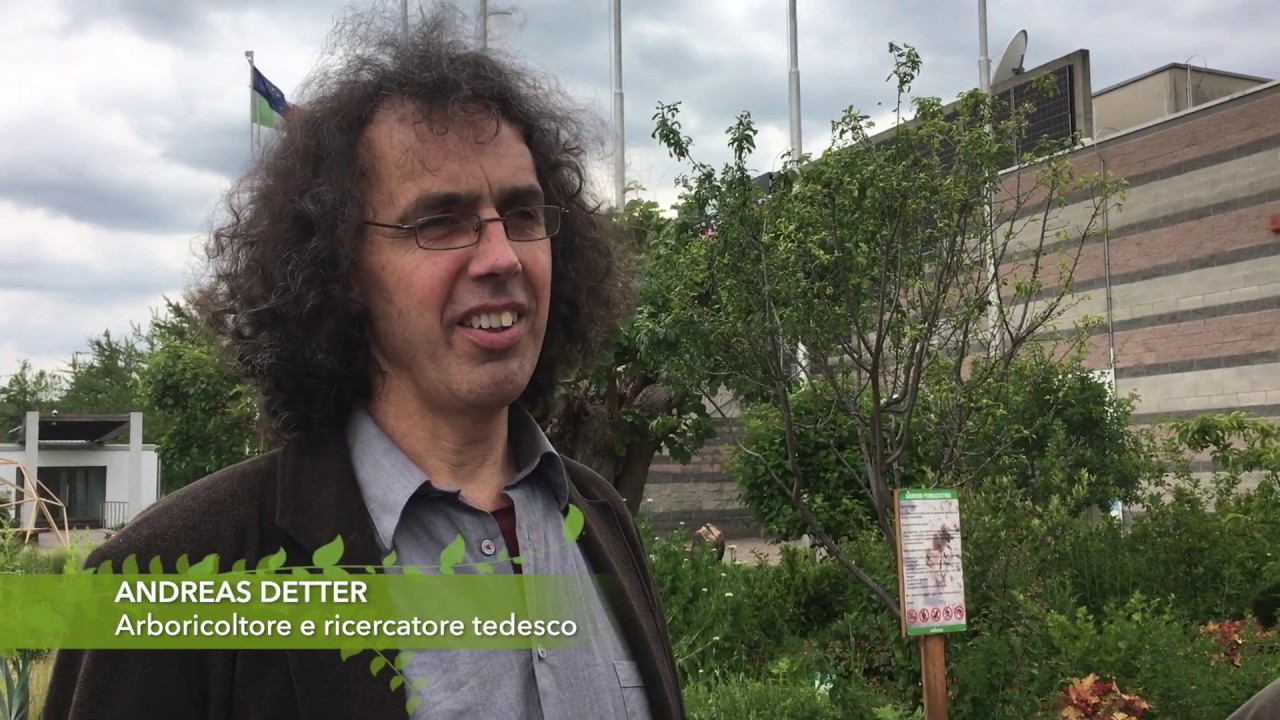 Biomeccanica degli alberi applicata alla stabilità degli alberi