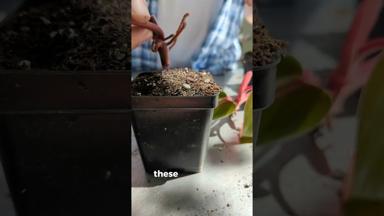 Chopping up Houseplants! Aka Vegetative Propagation