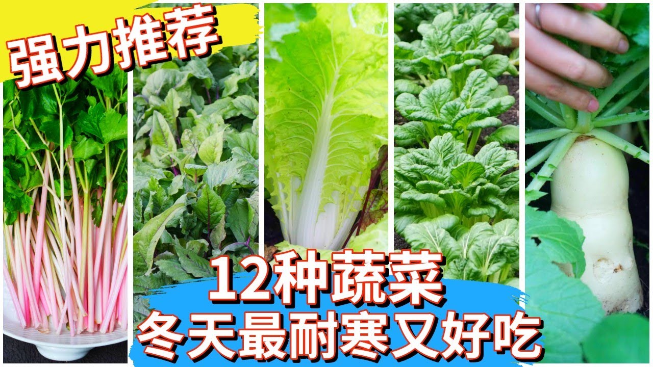 秋天菜园里有什么菜？推荐10几种最耐寒好吃的蔬菜