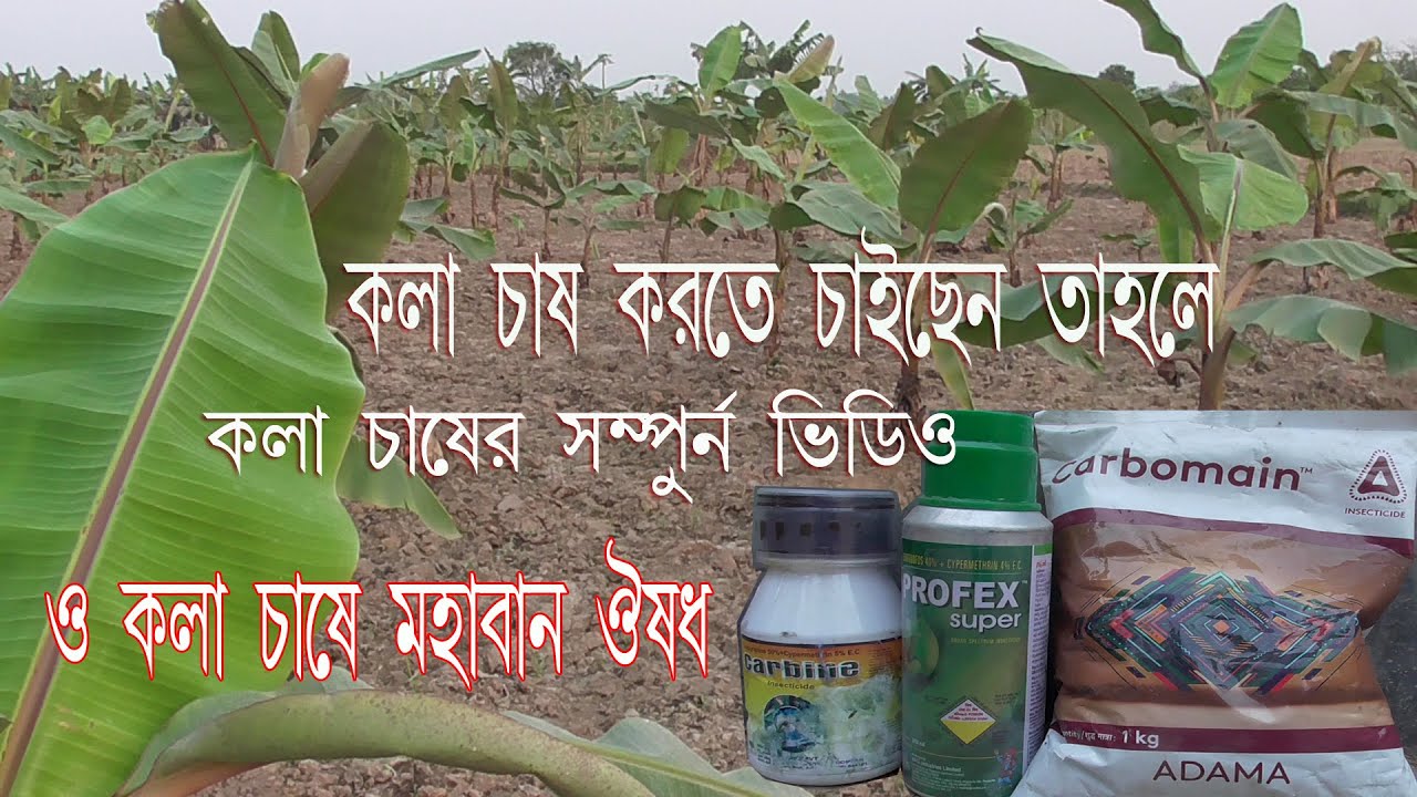 Banana plantation techniques।। কলা চাষের সম্পূর্ণ ভিডিও ও কলা চাষে মহাবান ঔষধ।।