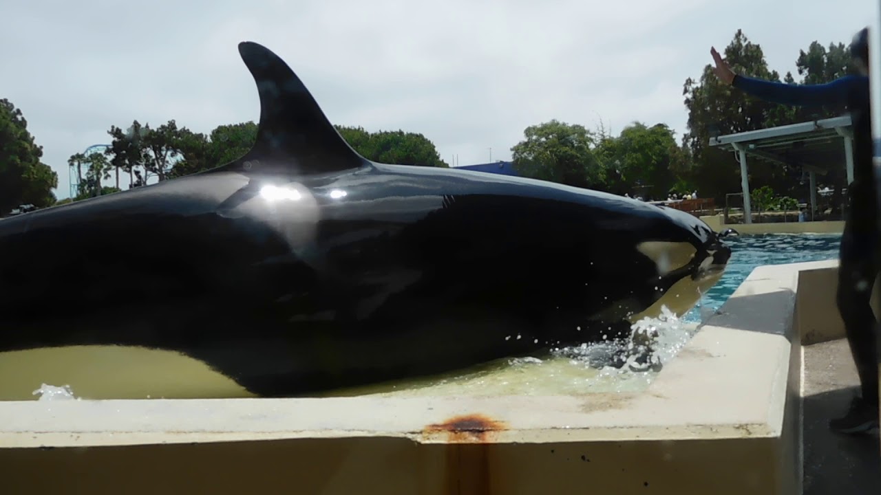 Dine with Orcas - Seaworld San Diego - July 17, 2019