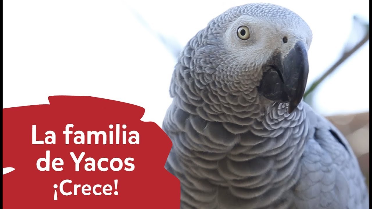 La familia de Loros grises de cola roja