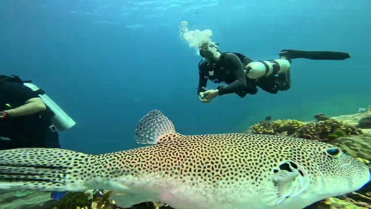 Mergulho Tailândia   29 12 2025