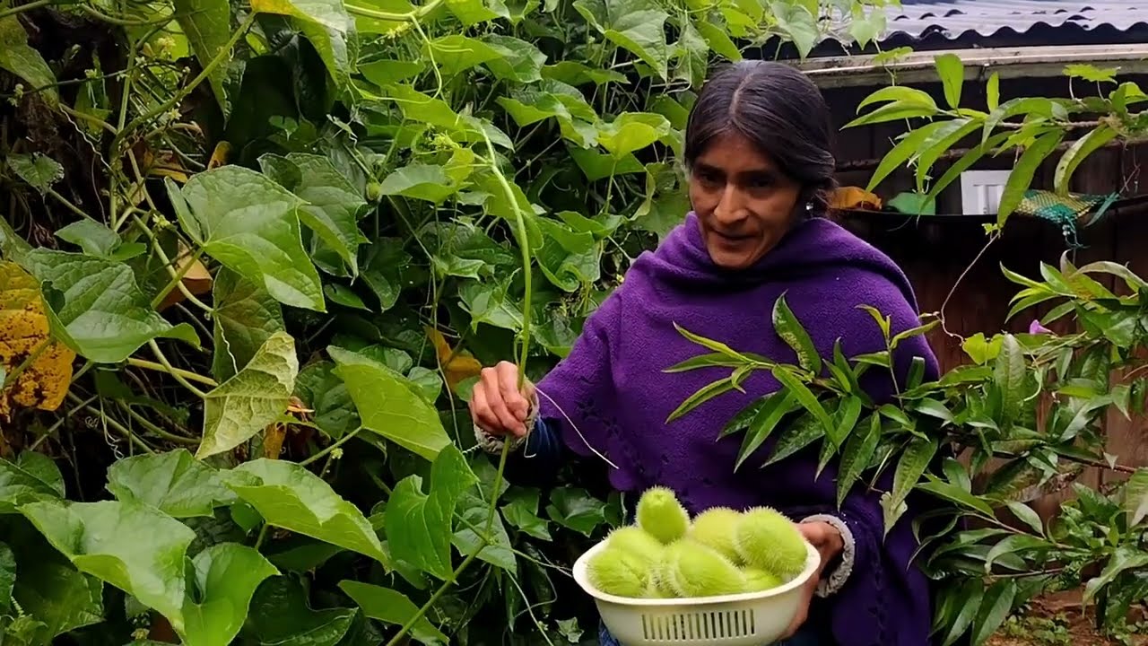 Caldo de chayotes cortados desde el huerto en un día lluvioso