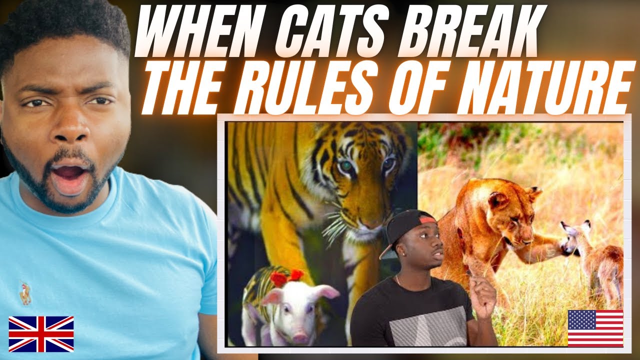 WHEN CATS BREAK THE RULES OF NATURE! -  Brit Reacts