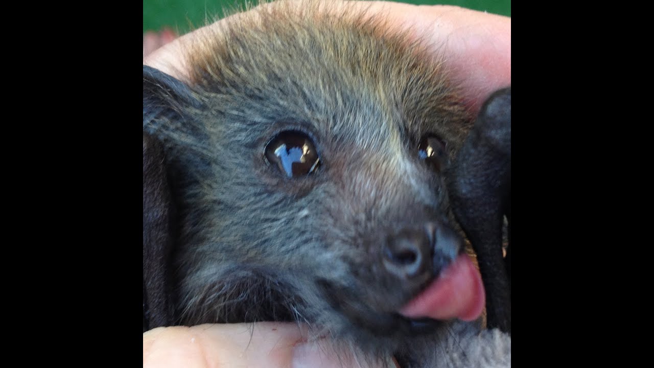 Very cute orphan bat holds her own at the food bowl