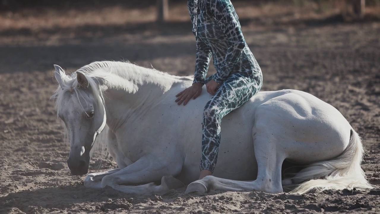 MAGIC ARABIAN HORSE