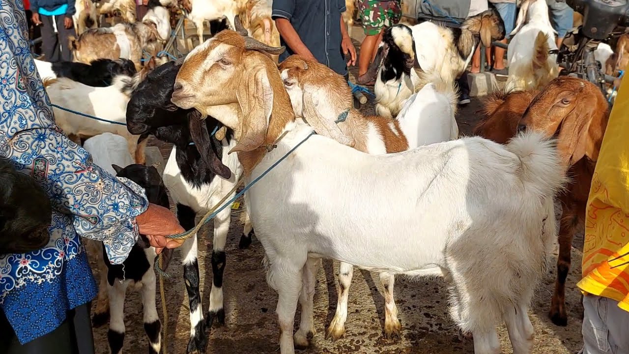 600 RIBU‼️ FULL BABON MUDA HARGA OBRAL PASAR KAMBING PURWANTORO