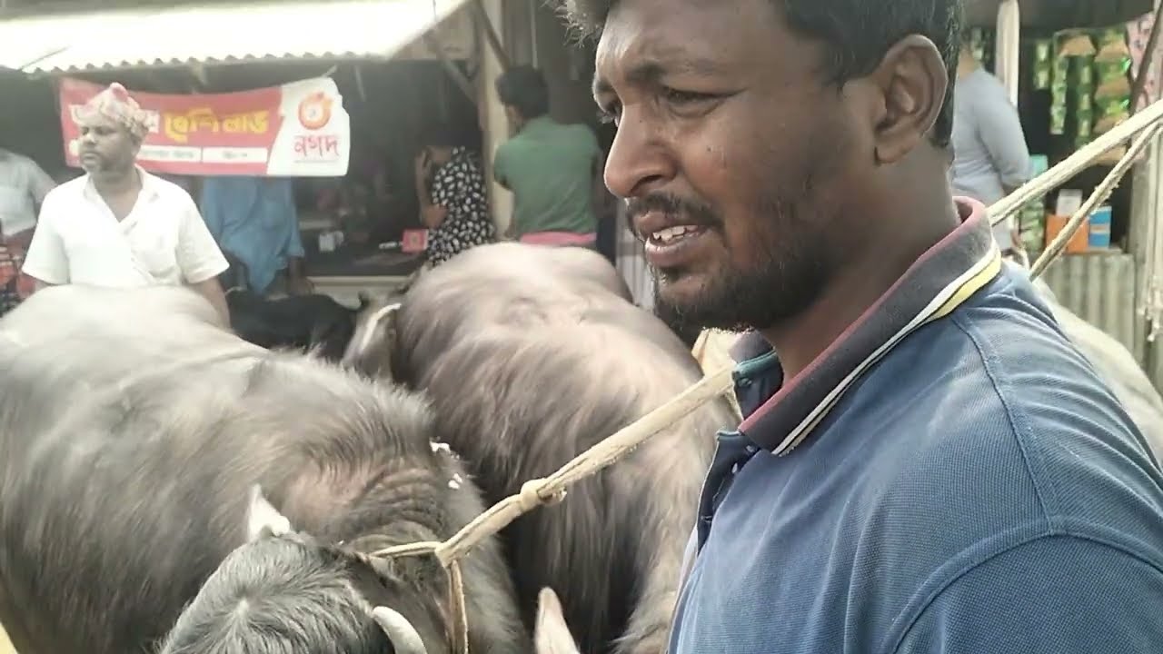 চন্দাইকোনা হাটে আজ মহিষের মেলা! জানুন এক একটি মহিষের দাম কত।বিশাল দানবীয় মহিষ ক্রেতা নেই হাটে 