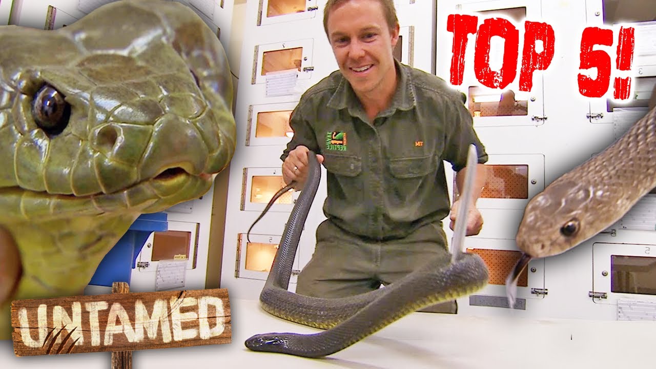 Handling the Top 5 Deadliest Aussie Snakes! 💀 | The Wild Life of Tim Faulkner Clips | Untamed