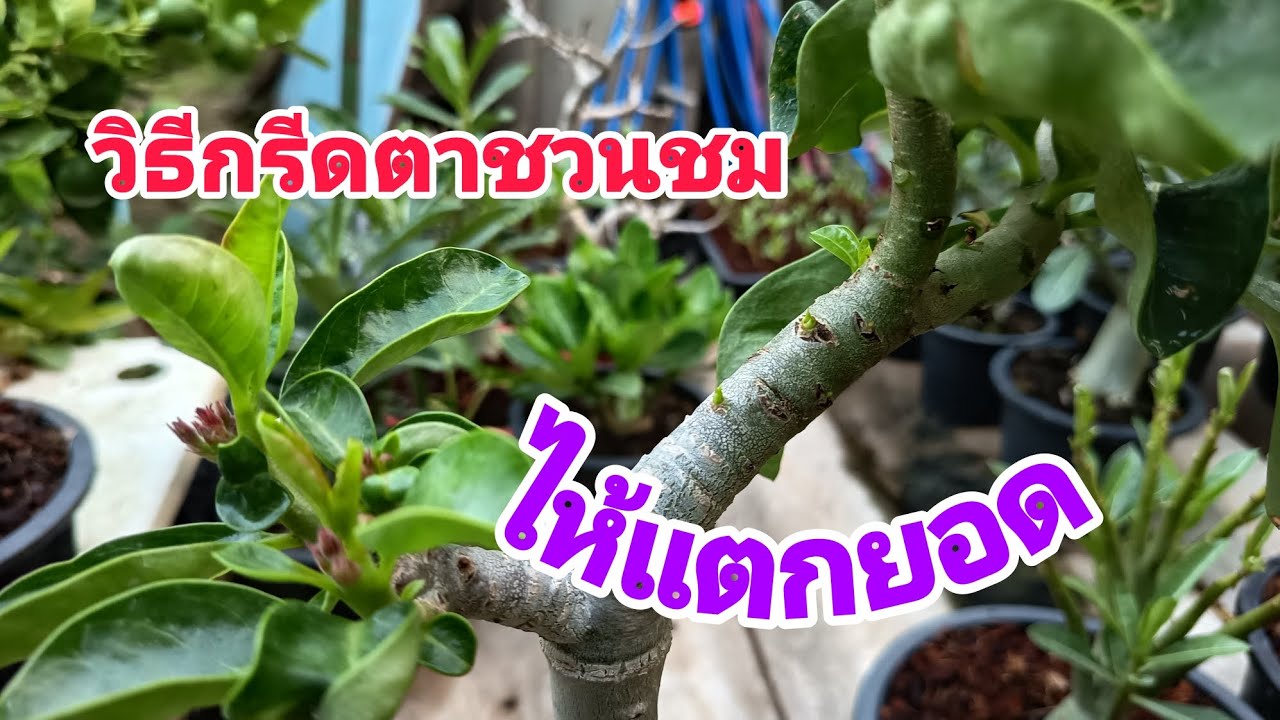 วิธีกรีดตาชวนชมไห้แตกยอดโดยไม่ต้องตัดทด