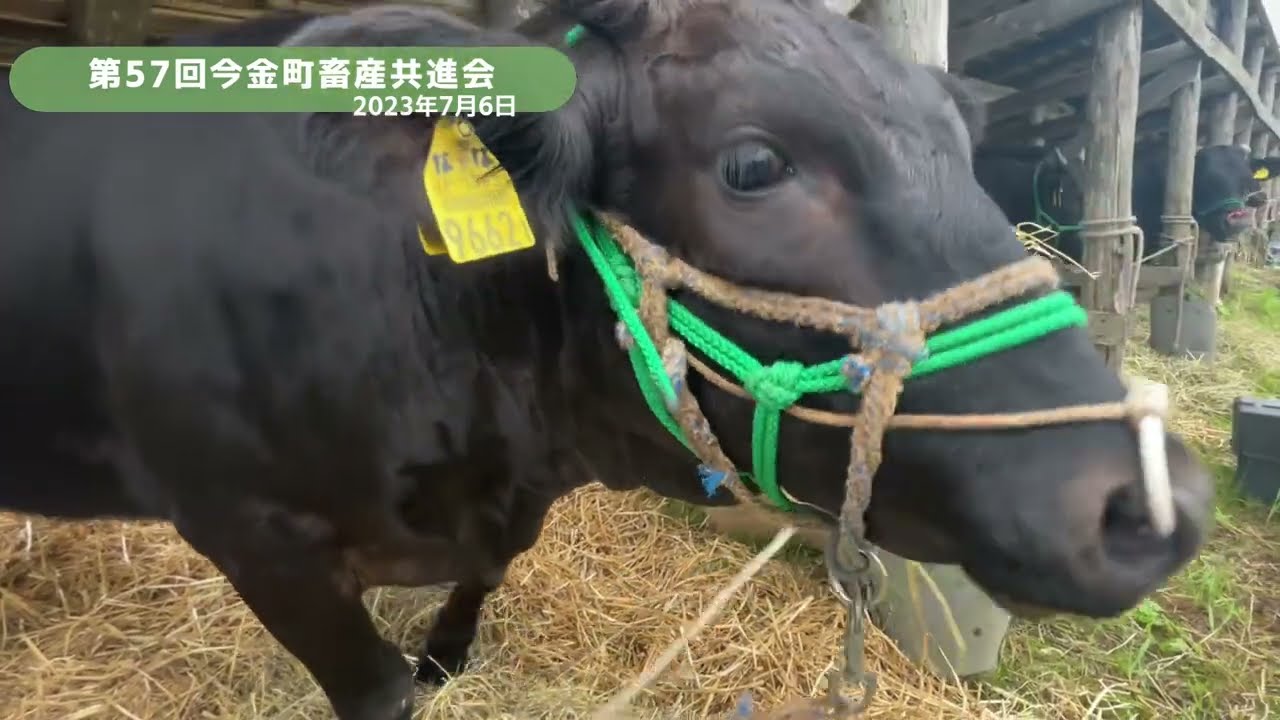 第57回今金町畜産共進会　【日本を代表する和牛産地であるために】【黒毛和牛】【北海道今金町】