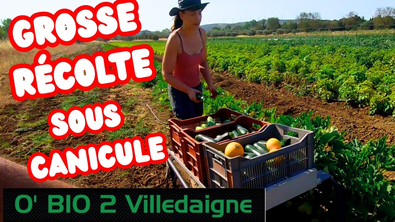 Ramasser des légumes avec Canicule a +40° pour l'ouverture annelle de notre magasin de vente directe