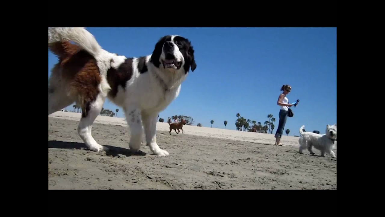 Rosie's Dog Beach in Long Beach, Calif.