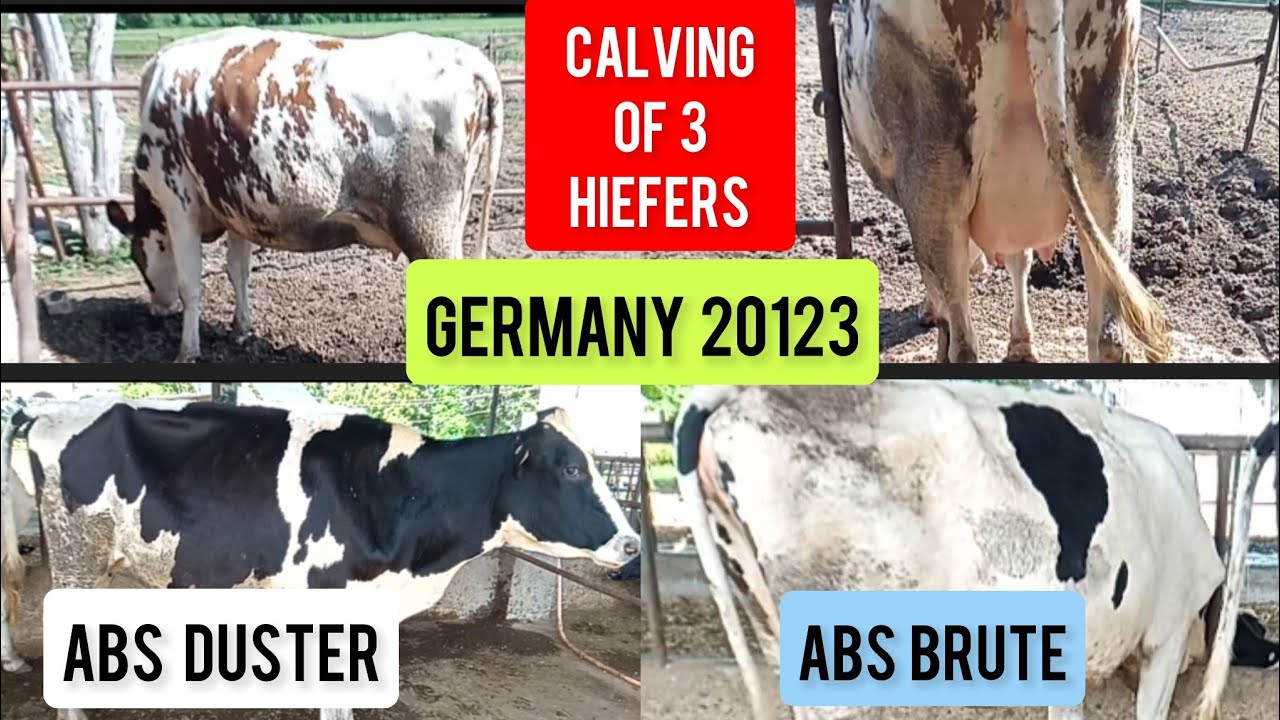3 HIEFERS KI CALVING🐄ABS BRUTE|| ABS DUSTER|| SAG GERMANY 20123|| #mannfarms #dairyfarm