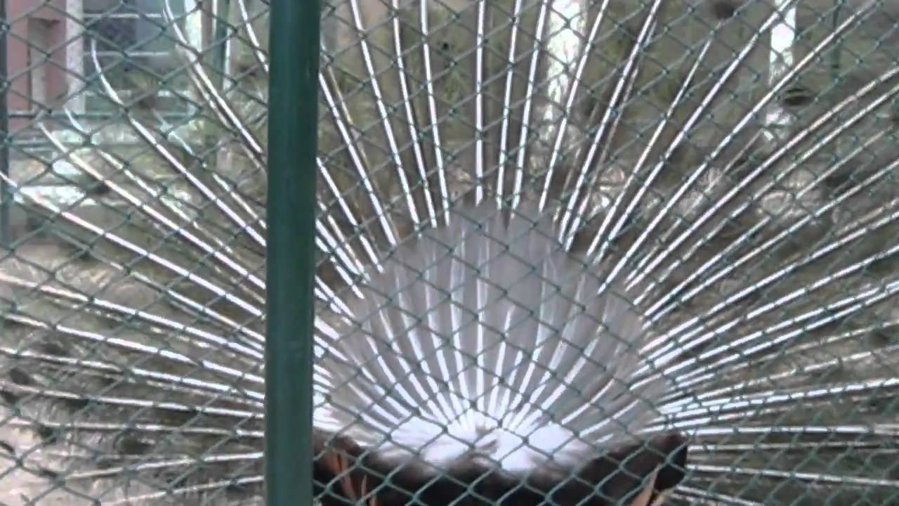A peecok in Bahria Town Lahore Pakistan