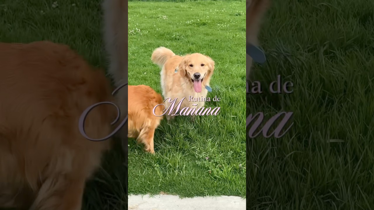 RUTINA DE MA&Ntilde;ANA CON DOS PERROS 🐶✨ #perros #goldenretreiver #mascotas #rutina #vlog #comedia