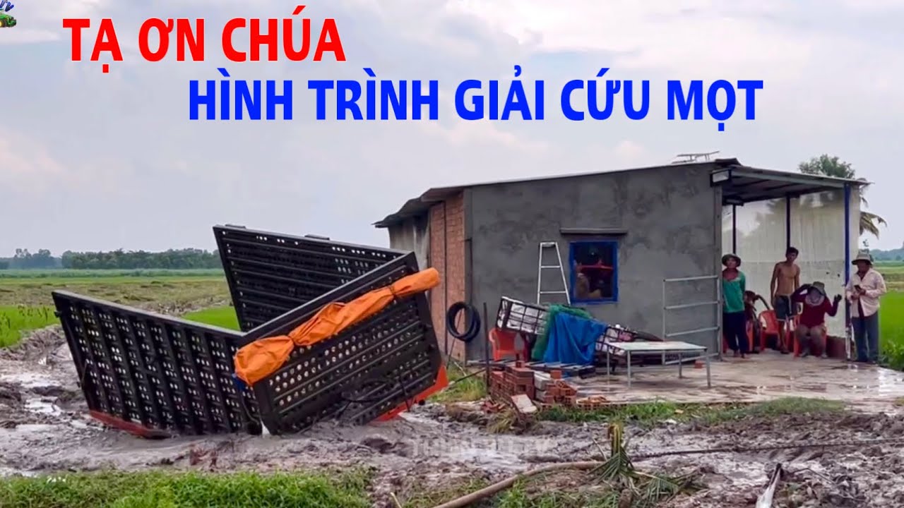 Anh em dầm mưa giải cứu mọt mì quá vất vả làm cả buổi mới chịu lên, thiện vũ tv