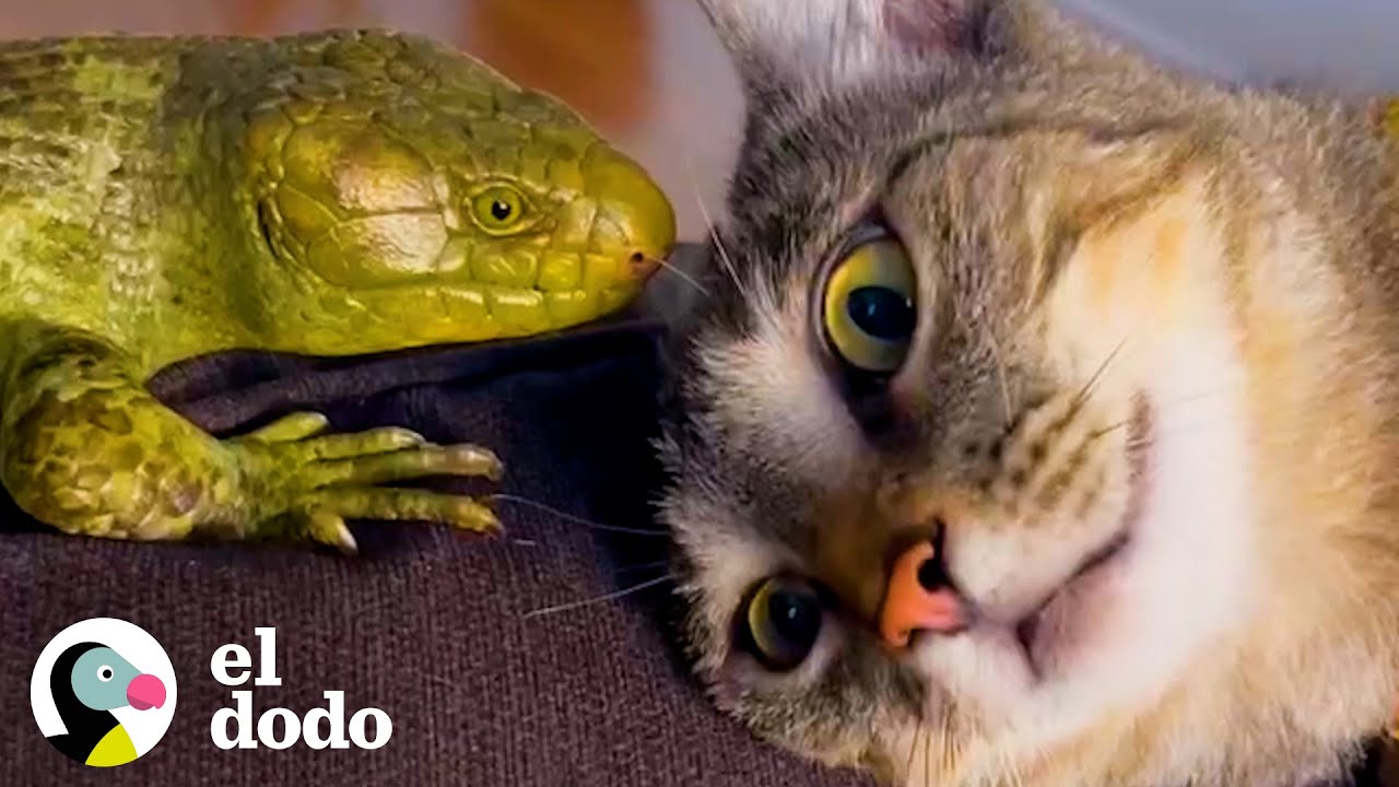 Las amistades entre especies más lindas del mundo | Parejas Disparejas | El Dodo
