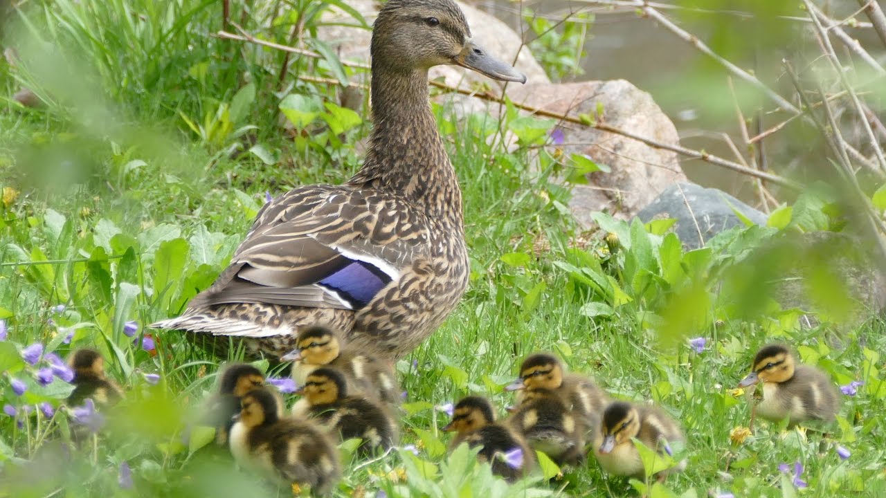 Mallard 2017