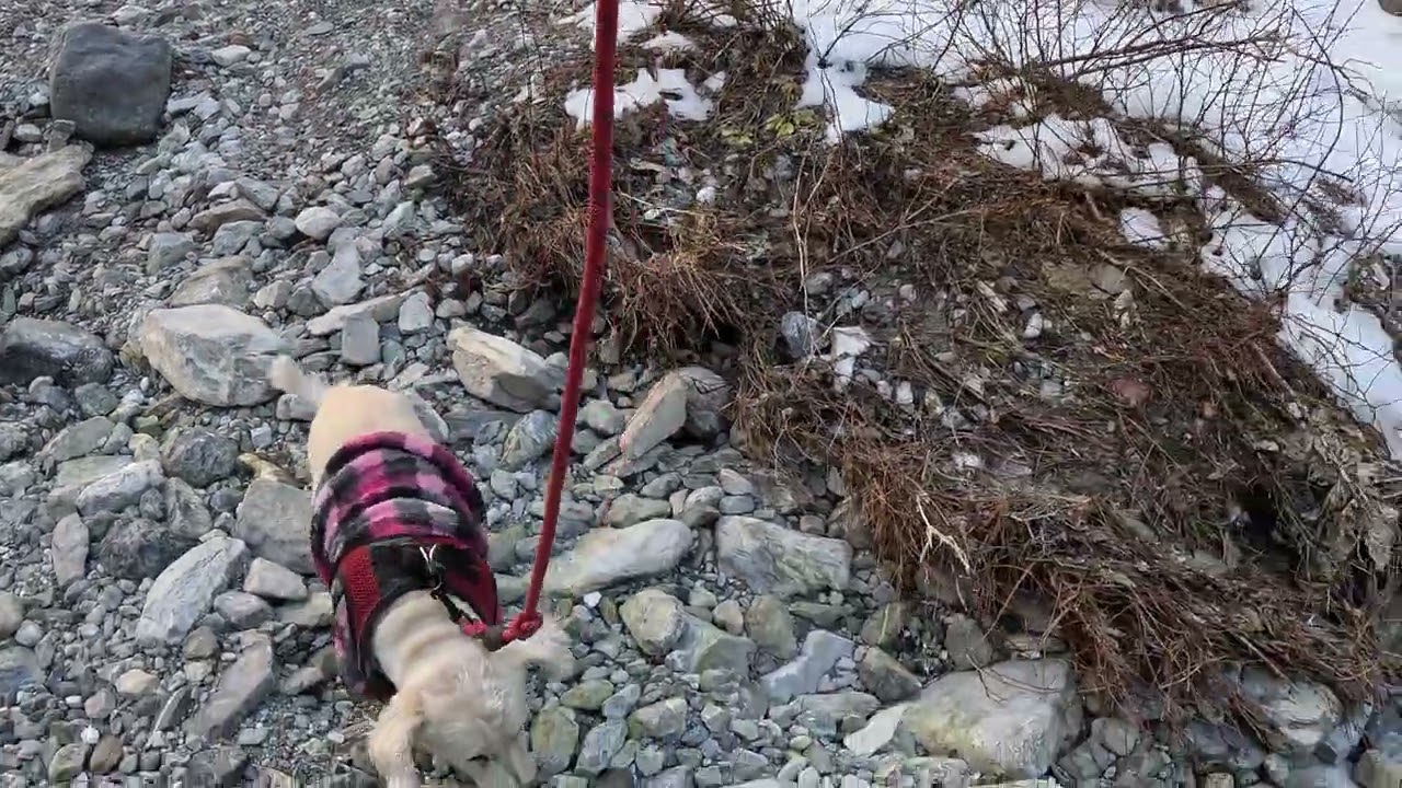 Senior Dog Fletcher #hike