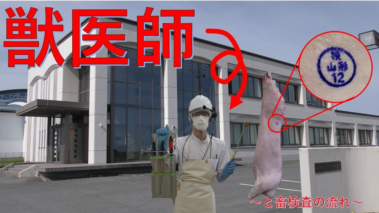 公務員獣医師のお仕事 in 山形県庄内食肉衛生検査所
