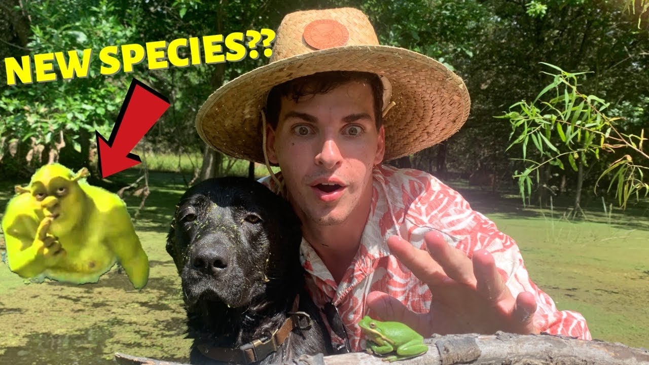 How to Find and Catch Green Tree Frogs (In SHREKS SWAMP!?) *creature feature*