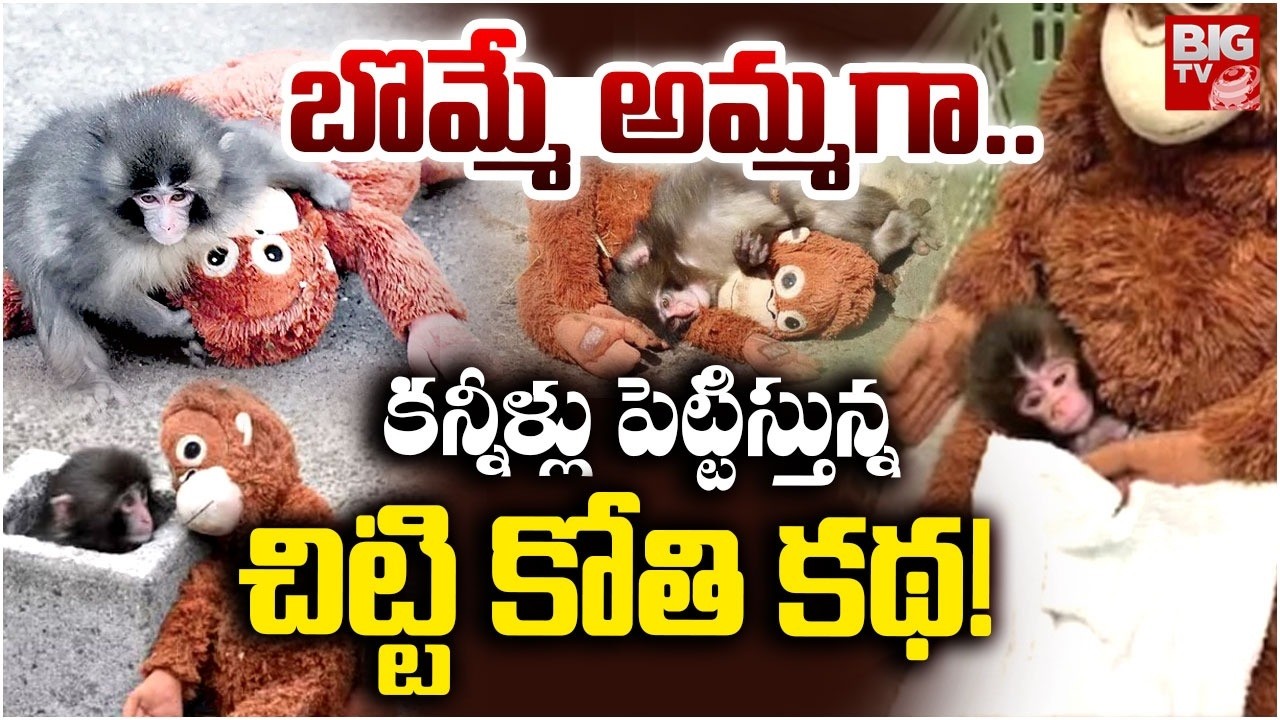 Monkey Baby Viral Story | కన్నీళ్లు పెట్టిస్తున్నచిట్టి కోతి కథ! | Panch Monkey | Monkey Sad Story
