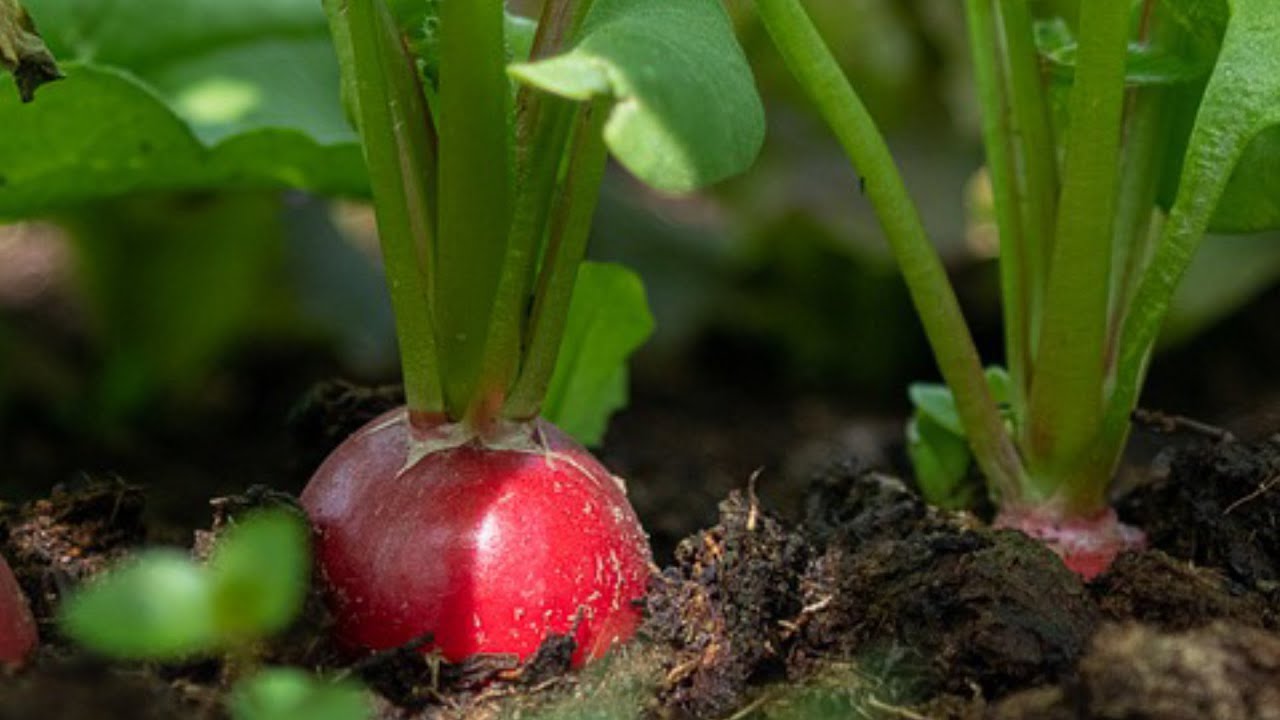 El cultivo de rábanos