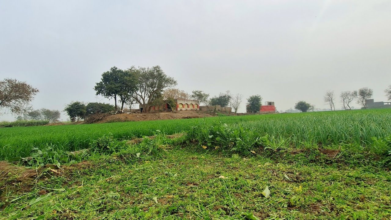 ماموں دا ڈیرہ @AbdulQavi1 #vlog #villagelife #desivlog 