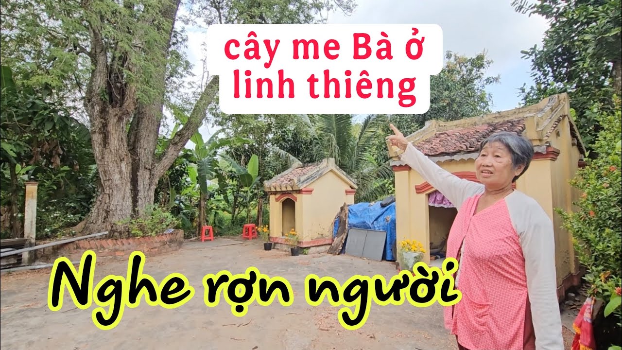Rợn người cậu b&eacute; 14T mất v&igrave; v&ocirc; t&igrave;nh l&agrave;m r&aacute;ch &aacute;o B&agrave; ở tr&ecirc;n c&acirc;y me cổ thụ