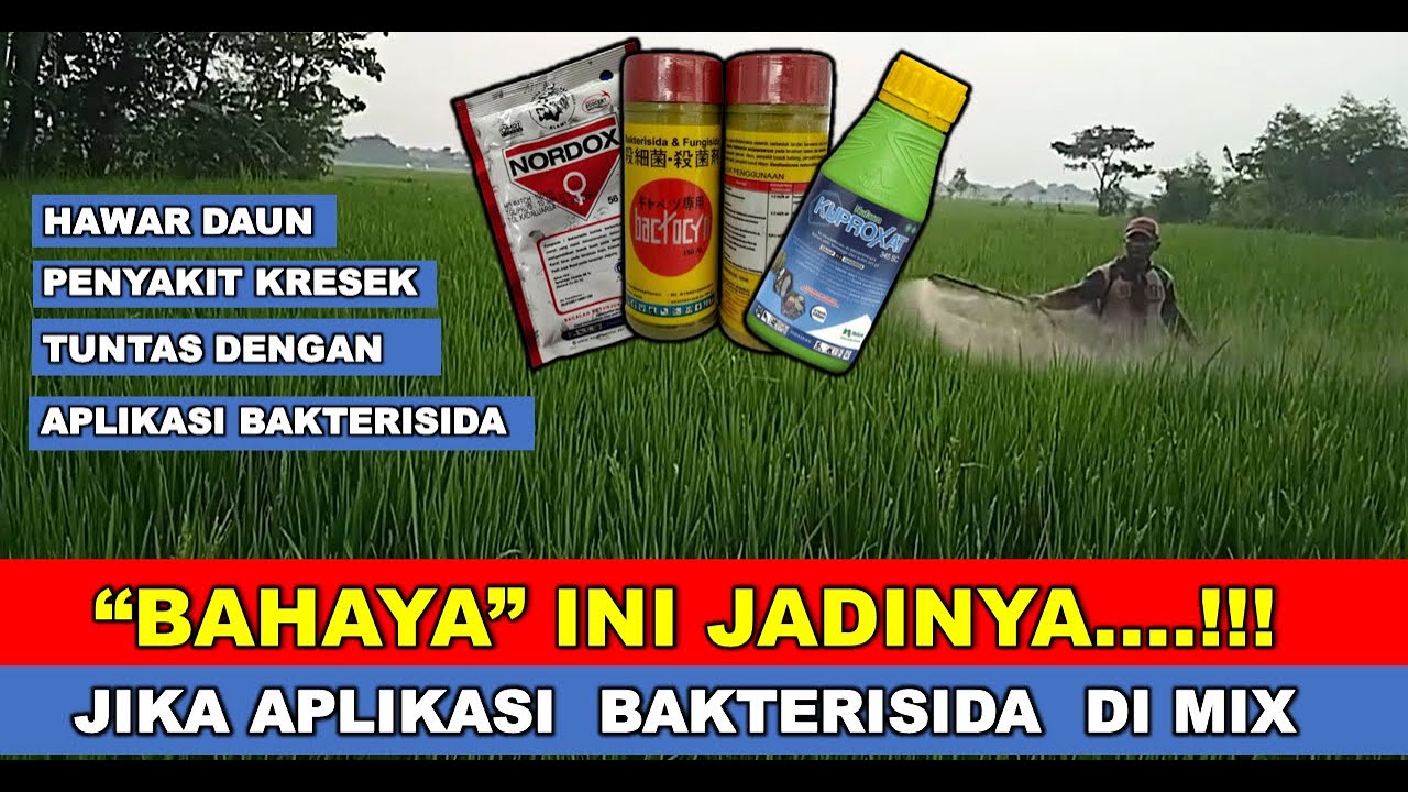 NORDOX VS KUPROXAT | CARA MENGATASI PENYAKIT HAWAR DAUN BAKTERI / KRESEK PADA TANAMAN PADI
