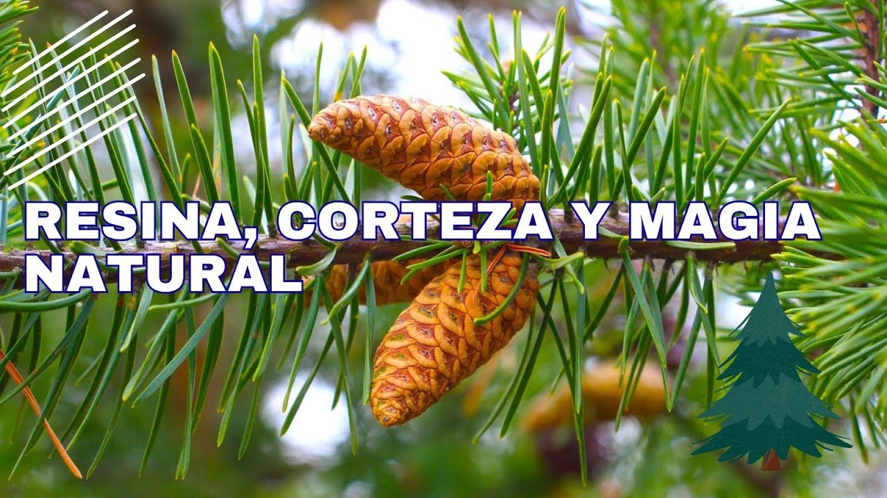 Todo sobre el Pino Cuidados, Usos, Beneficios, Resina y Secretos que Pocos Conocen  #naturaleza