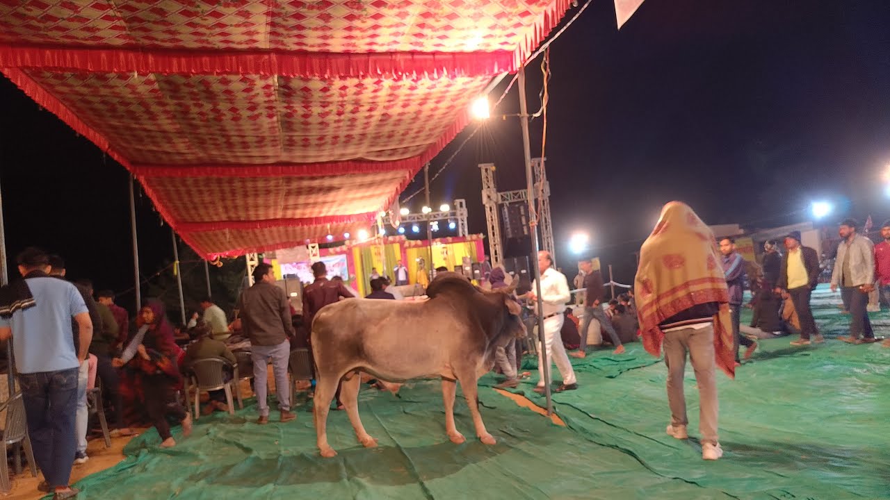 लक्की ड्रा लाइव श्री हर्षनाथ गौशाला समिति गांव हर्ष सीकर  #luckdraa #live #sikar