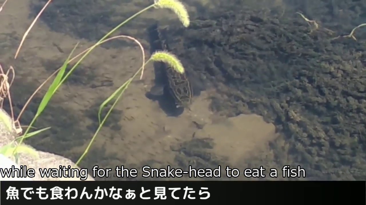 The moment when a giant Snakehead attacks a giant Coi Fish! There was also a black bass