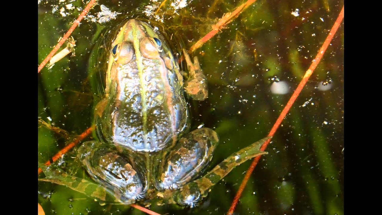 Hans Vaessen natuurfotografie