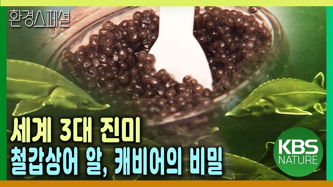 세계 3개 진미 철갑상어 알, 캐비어의 비밀 [KBS스페셜-철갑상어의 꿈] / KBS 20050716 방송