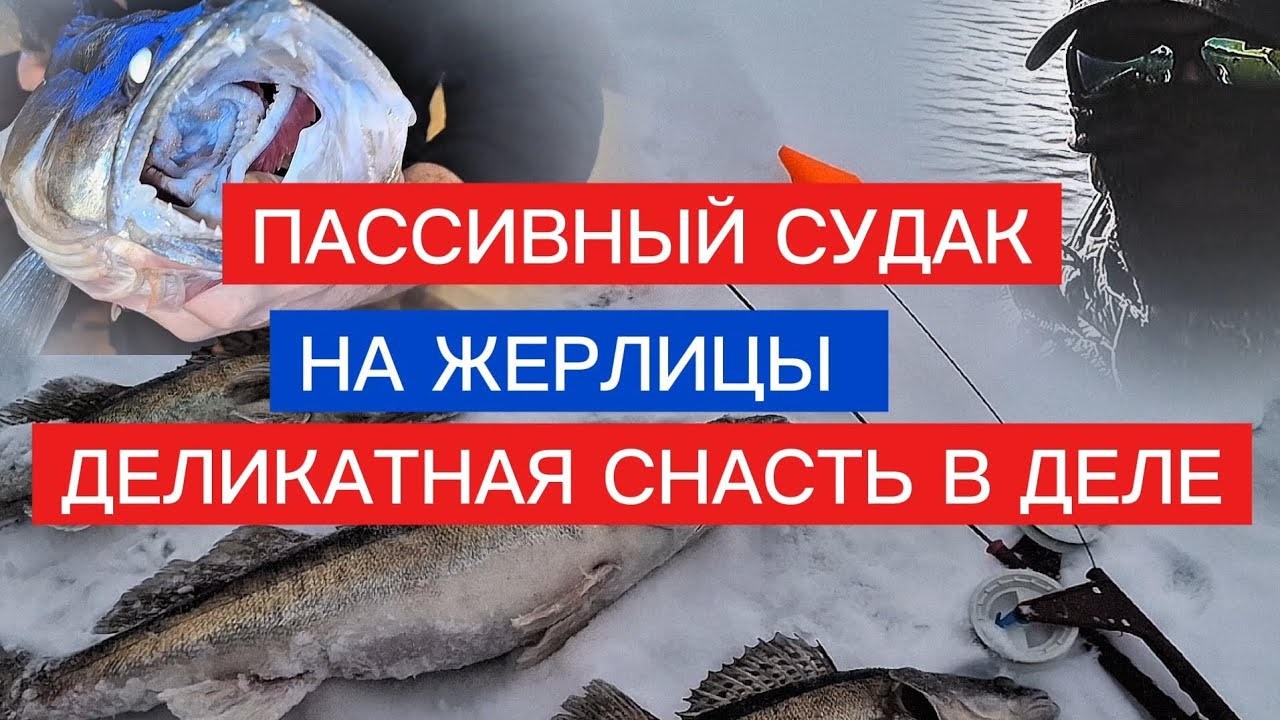 ПАССИВНЫЙ ХИЩНИК на ЖЕРЛИЦЫ ! Ловля пассивного судака на ЖЕРЛИЦЫ. ДЕЛИКАТНАЯ СНАСТЬ ЛОВИТ СУДАКА. 