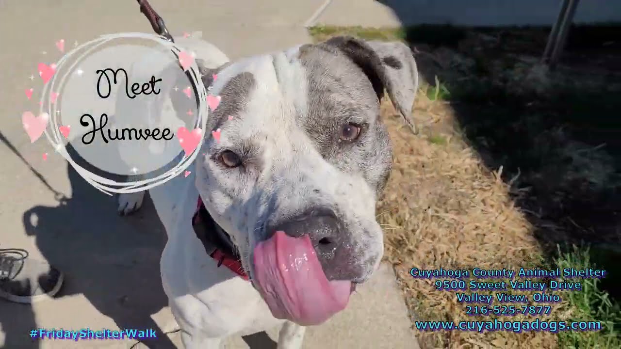 Friday Shelter Walk At The Cuyahoga County Animal Shelter For The Weekend Of Oct. 1, 2021