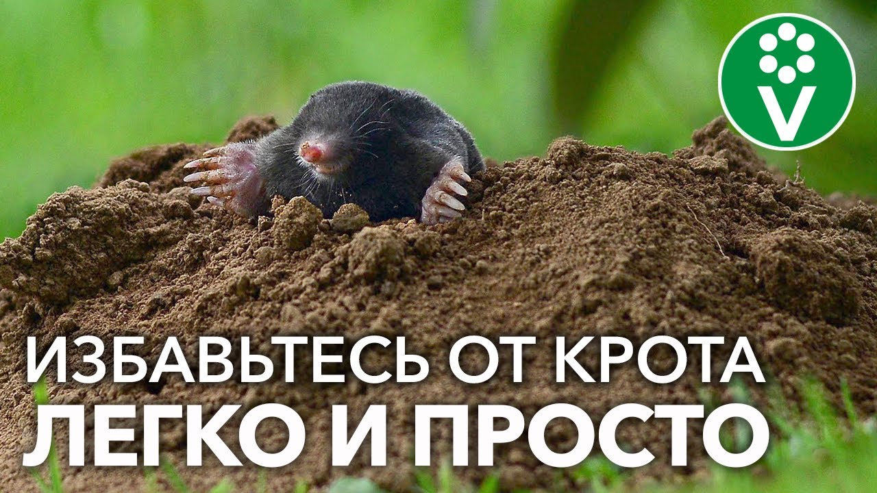 ЭТО РАСТЕНИЕ ВЫВЕДЕТ КРОТОВ С ВАШЕГО УЧАСТКА! Уйдут и не вернутся!